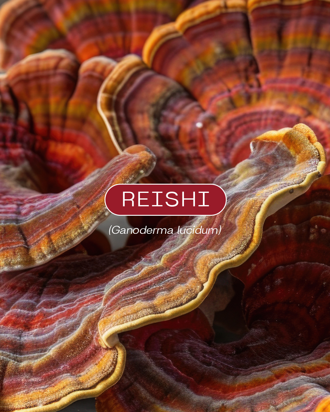 Reishi en gomitas Newpharma - Imagen 4